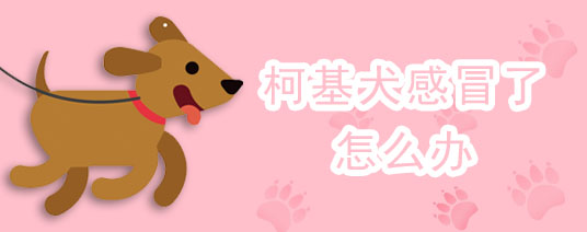 柯基犬感冒了怎么办