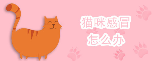 猫咪感冒怎么办