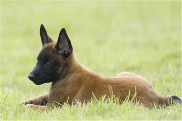 哪里有卖茶杯犬的什么价钱