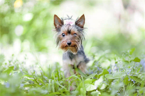 贵宾犬不吃狗粮怎么办