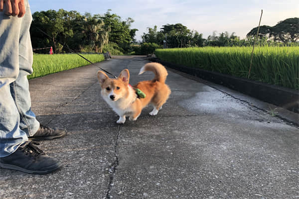 狗狗临死之前的症状