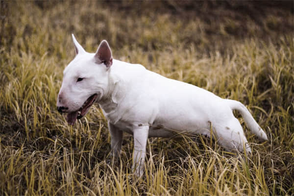 适合家养的大型犬排名