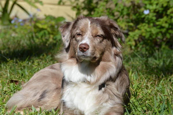 什么小型犬好养又聪明