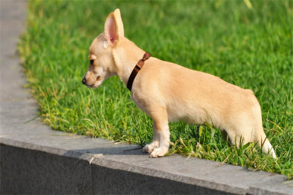 养京巴犬的注意事项