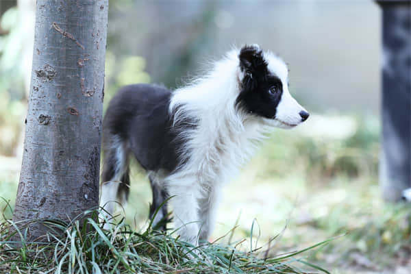 幼犬一天喂几次