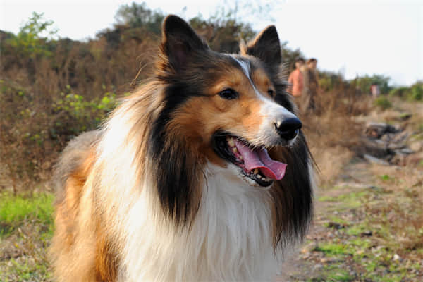 女生适合养的护卫犬