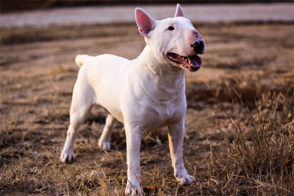 如何养柯基犬