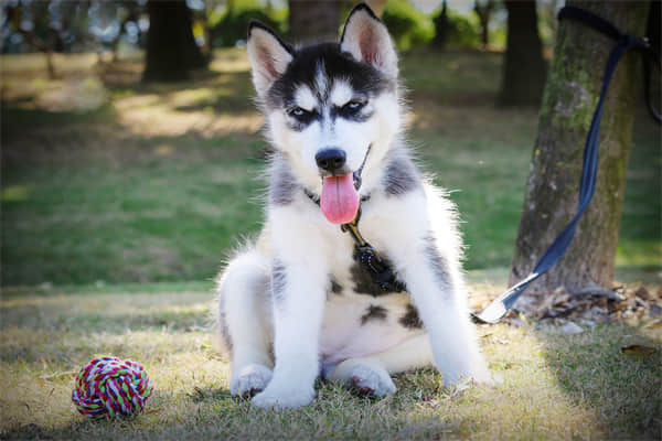 养博美犬要注意什么