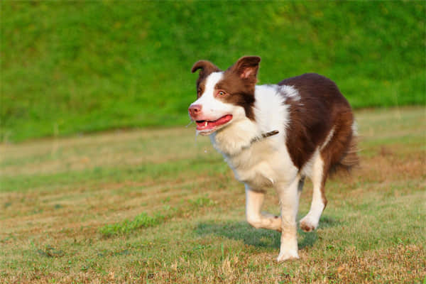 巴哥犬训练方法