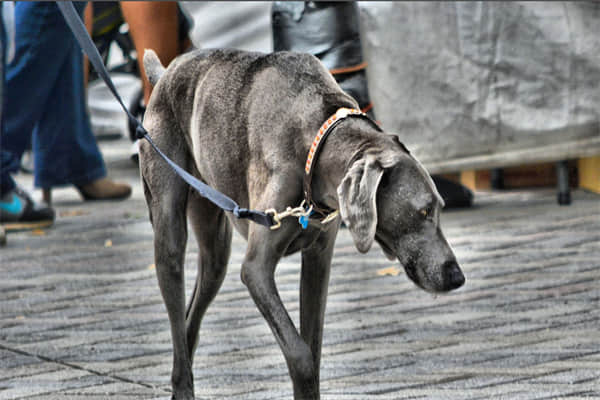 怎么样提高马犬的胆量