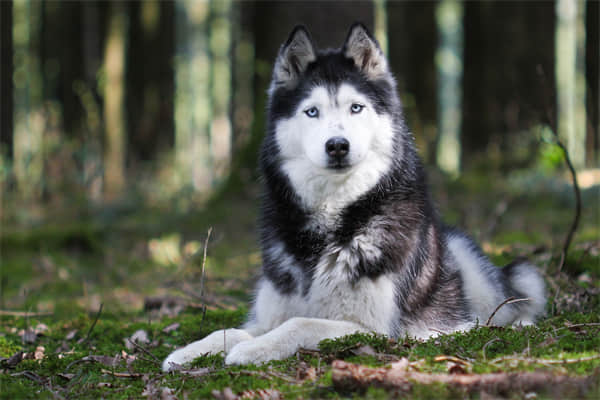 蝴蝶犬怎么训练大小便