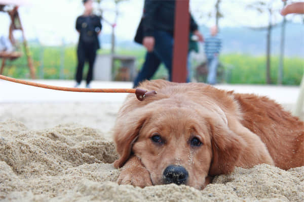 如何训练拉布拉多幼犬