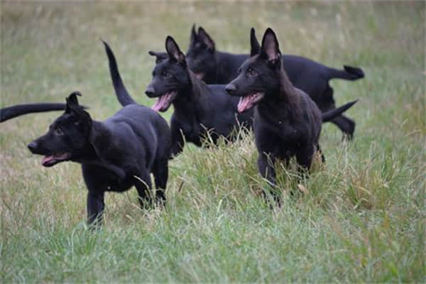 萨摩耶犬怎么训练