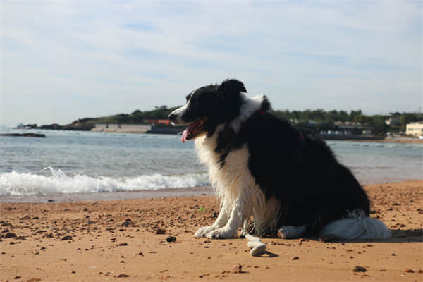 柴犬的智商几岁