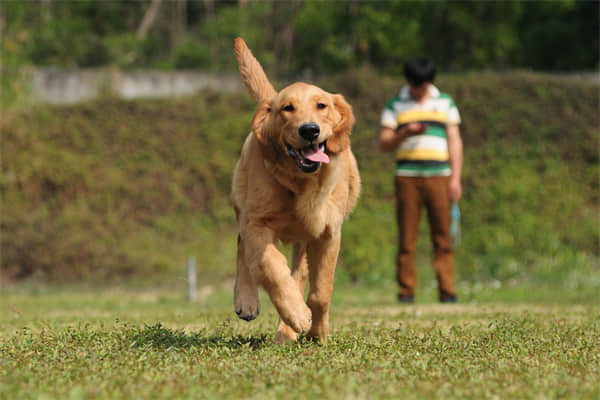 成年马犬有多重