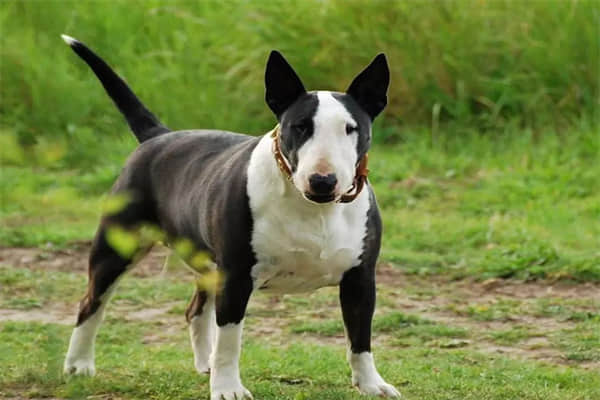 爱斯基摩犬优缺点