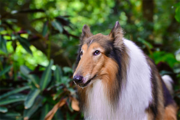 中华田园犬有哪些品种