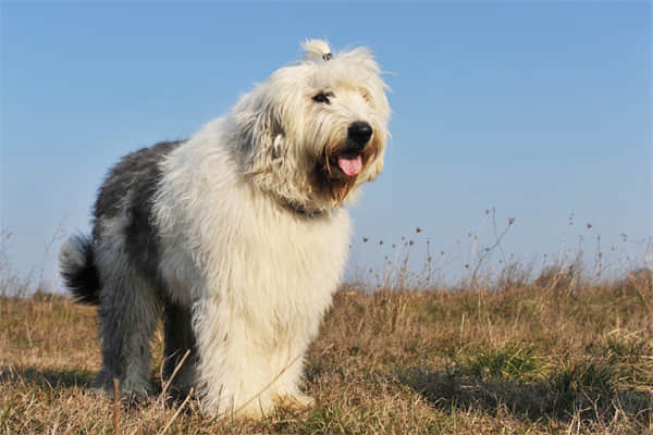 阿富汗猎犬掉毛有多严重