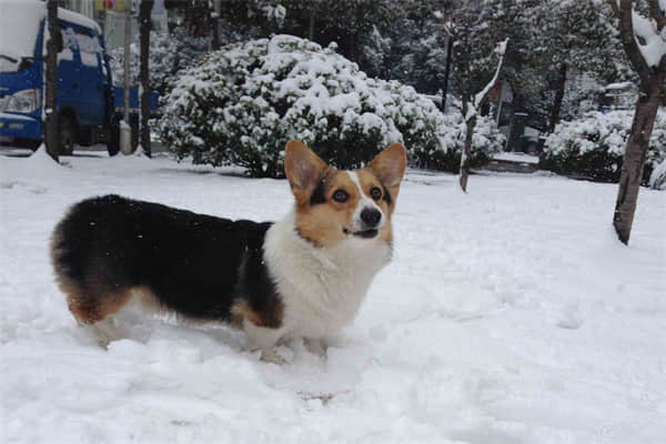 贵宾犬好养吗