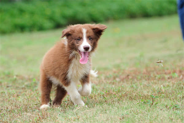 泰迪犬怎样训练