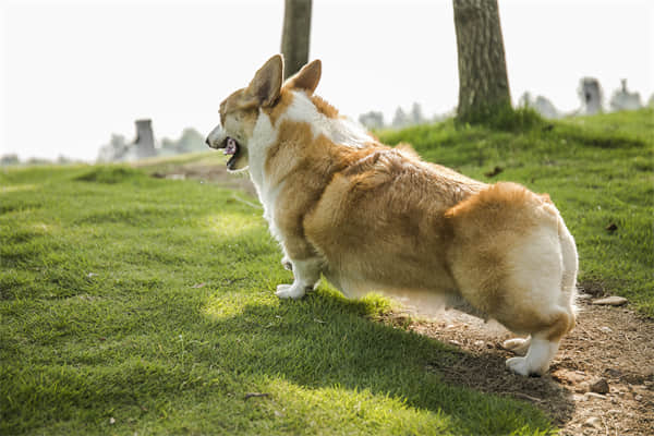 马犬怎么养