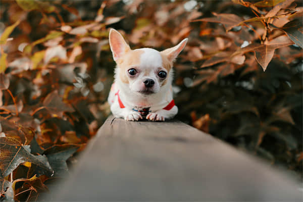 银狐犬多少钱一只