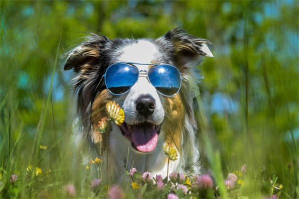 金毛幼犬驱虫注意事项