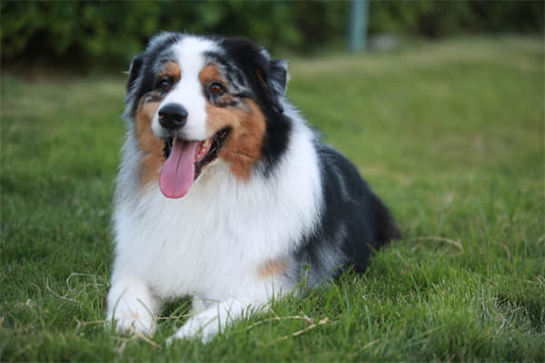 狼青犬幼犬几个月退毛