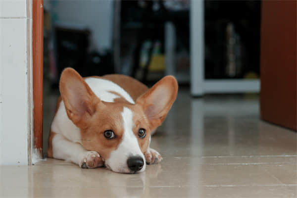 两个月的小鹿犬发抖