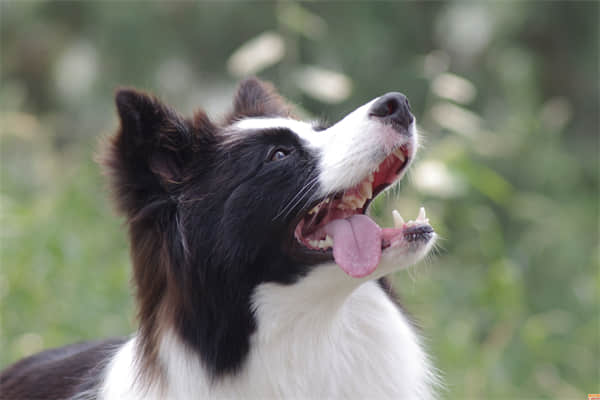 幼犬可以吃西瓜吗