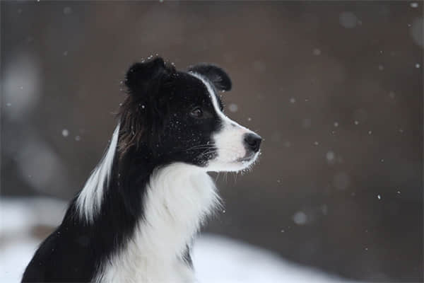 比特犬怎样养不凶