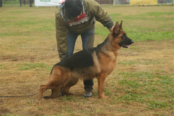 日本柴犬怎么样养