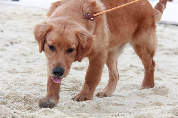 史宾格犬的饲养方法？