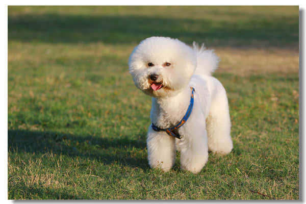 茶杯犬能长多大？