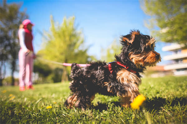 马犬只认一个主人吗？