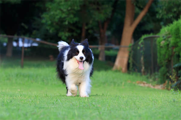 小鹿犬喜欢主人会怎样？