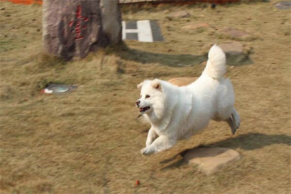 蝴蝶犬幼犬需要陪伴吗？