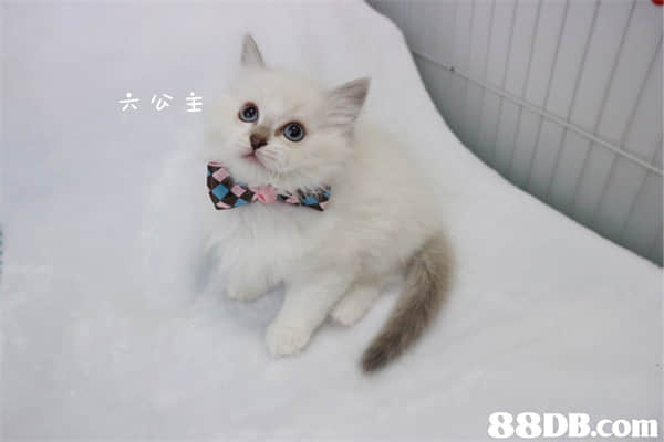 刚到家的小猫一直叫？