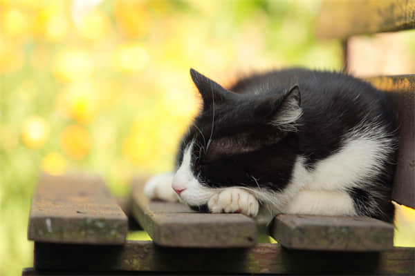 猫夏天掉毛厉害,正常吗?