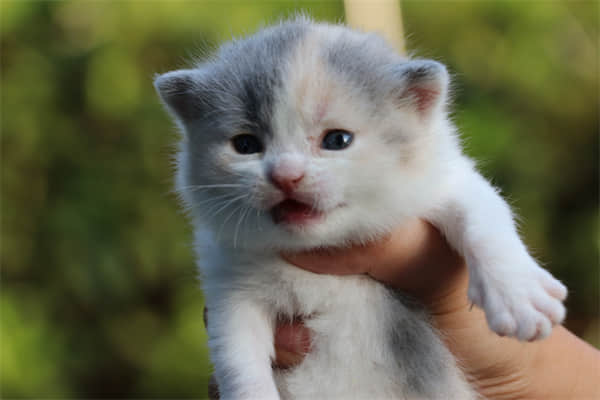 矮脚猫胸腔狭窄的表现