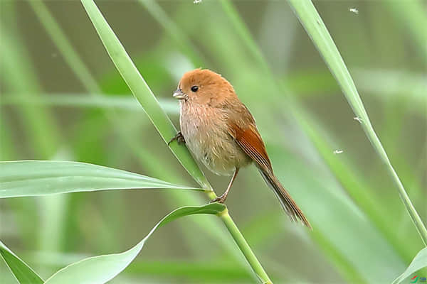 文鸟怎么过冬