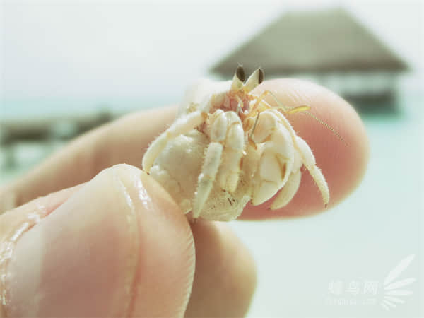 水晶虾喜欢吃什么食物