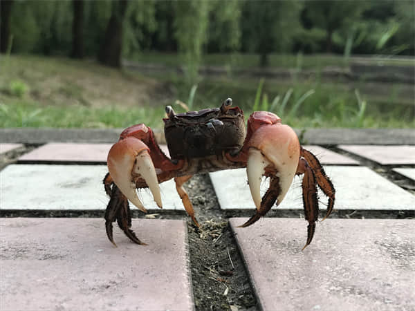 水晶虾吃什么长得快